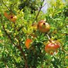 Gránátalma – Punica granatum 'Fina Tendral'