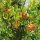 Gránátalma – Punica granatum 'Fina Tendral'