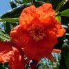 Gránátalma – Punica granatum 'Fina Tendral'