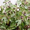 Törpe füge – Ficus carica Little Miss Figgy®