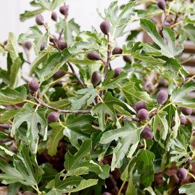 Törpe füge – Ficus carica Little Miss Figgy®