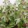Törpe füge – Ficus carica Little Miss Figgy®