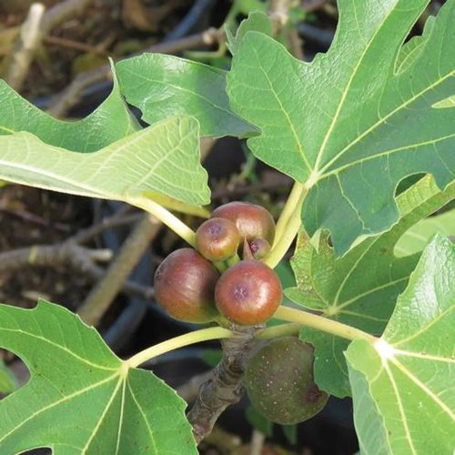 Törpe füge – Ficus carica Little Miss Figgy®