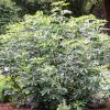 Törpe füge – Ficus carica Little Miss Figgy®