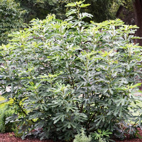 Törpe füge – Ficus carica Little Miss Figgy®