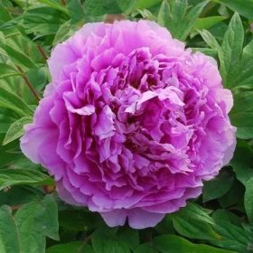 Fás bazsarózsa – Paeonia suffruticosa halványlila