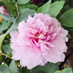   Fás bazsarózsa – Paeonia suffruticosa halvány rózsaszín