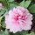 Fás bazsarózsa – Paeonia suffruticosa halvány rózsaszín