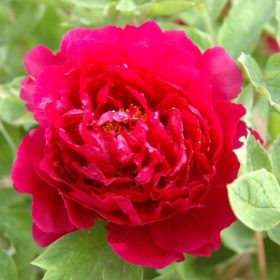 Fás bazsarózsa – Paeonia suffruticosa piros