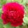 Fás bazsarózsa – Paeonia suffruticosa piros