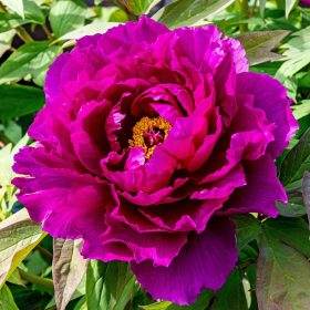 Fás bazsarózsa – Paeonia suffruticosa sötétlila