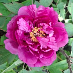 Fás bazsarózsa – Paeonia suffruticosa sötétrózsaszín