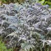 Japán hölgypáfrány – Athyrium niponicum 'Metallicum'