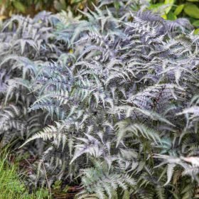   Japán hölgypáfrány – Athyrium niponicum 'Metallicum'