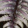 Japán hölgypáfrány – Athyrium niponicum 'Metallicum'