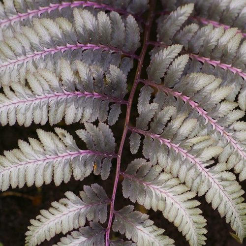 Japán hölgypáfrány – Athyrium niponicum 'Metallicum'