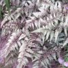 Japán hölgypáfrány – Athyrium niponicum 'Red Beauty'