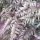 Japán hölgypáfrány – Athyrium niponicum 'Red Beauty'