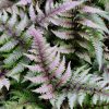 Japán hölgypáfrány – Athyrium niponicum 'Red Beauty'