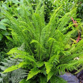 Bordapáfrány – Blechnum spicant