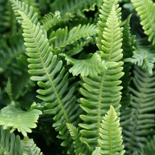 Bordapáfrány – Blechnum spicant