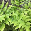 Magyalpáfrány – Cyrtomium fortunei var. clivicola