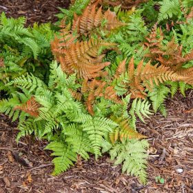   Vörös japán pajzsika – Dryopteris erythrosora 'Brilliance'