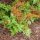 Vörös japán pajzsika – Dryopteris erythrosora 'Brilliance'