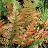 Vörös japán pajzsika – Dryopteris erythrosora 'Brilliance'