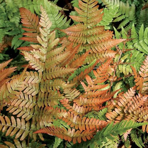 Vörös japán pajzsika – Dryopteris erythrosora 'Brilliance'