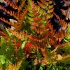 Wallich-pajzsika – Dryopteris wallichiana 
