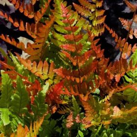 Wallich-pajzsika – Dryopteris wallichiana 
