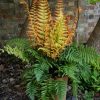 Wallich-pajzsika – Dryopteris wallichiana 