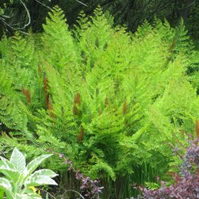   Királypáfrány – Osmunda regalis 'Purpurascens'