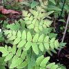 Királypáfrány – Osmunda regalis 'Purpurascens'