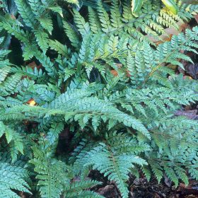 Makinoi magyalpáfrány – Polystichum makinoi