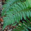 Makinoi magyalpáfrány – Polystichum makinoi