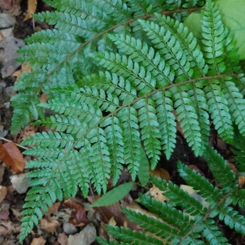 Makinoi magyalpáfrány – Polystichum makinoi