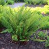 Kardpáfrány – Polystichum munitum