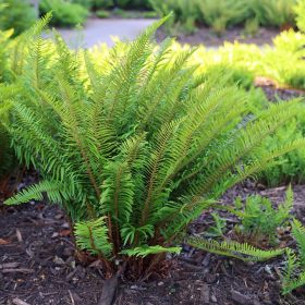 Kardpáfrány – Polystichum munitum