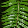 Kardpáfrány – Polystichum munitum