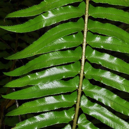 Kardpáfrány – Polystichum munitum