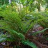 Japán magyalpáfrány – Polystichum polyblepharum