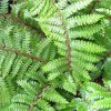 Japán magyalpáfrány – Polystichum polyblepharum