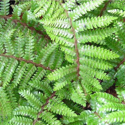 Japán magyalpáfrány – Polystichum polyblepharum