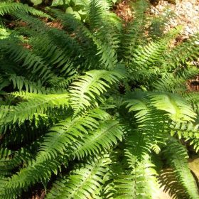 Koreai magyalpáfrány – Polystichum tsus-simense
