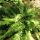 Koreai magyalpáfrány – Polystichum tsus-simense