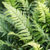 Koreai magyalpáfrány – Polystichum tsus-simense