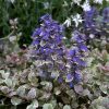Indás ínfű – Ajuga reptans 'Burgundy Glow'