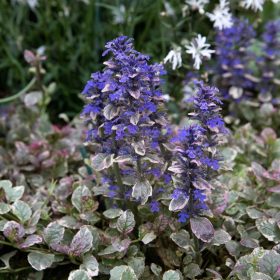 Indás ínfű – Ajuga reptans 'Burgundy Glow'